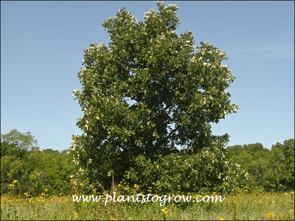 A medium sized plant of Bur Oak (Quercus macrocarpa)  growing in a restored prairie